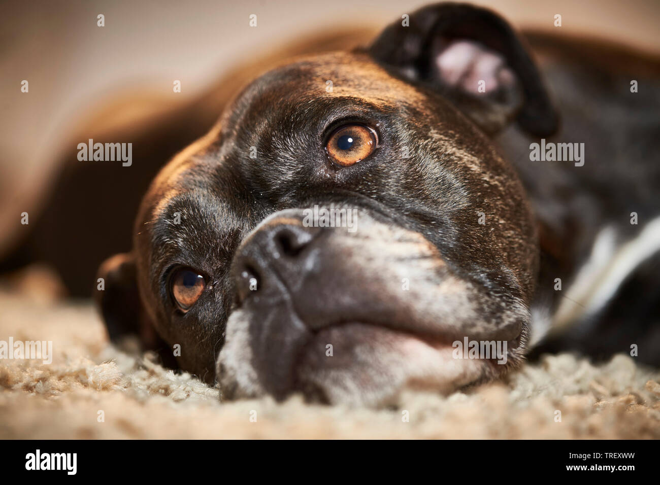 Continental Bulldog. Erwachsener Hund liegend, traurig. Deutschland Stockfoto