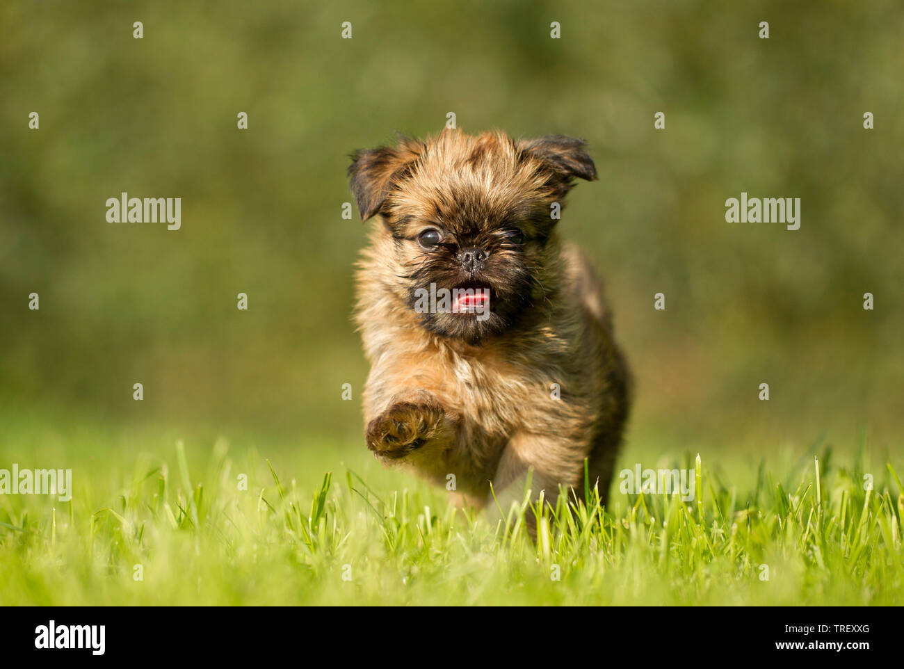 Griffon Bruxellois Brusseler Griffon Welpen Die Auf Einer Wiese Deutschland Stockfotografie Alamy