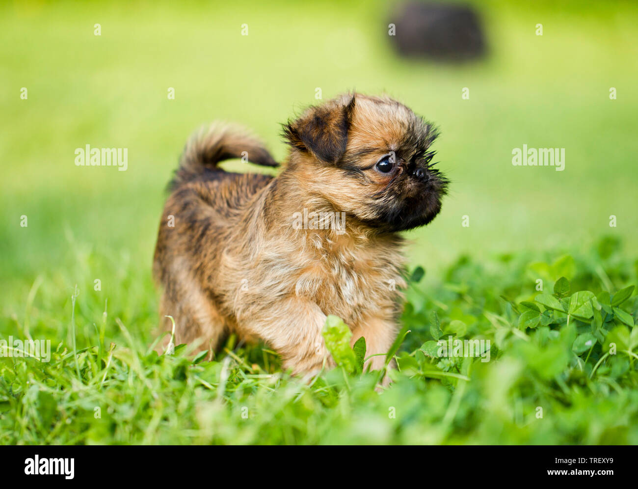 Griffon Bruxellois, Brüsseler Griffon. Welpen zu Fuß auf einer Wiese.  Deutschland Stockfotografie - Alamy