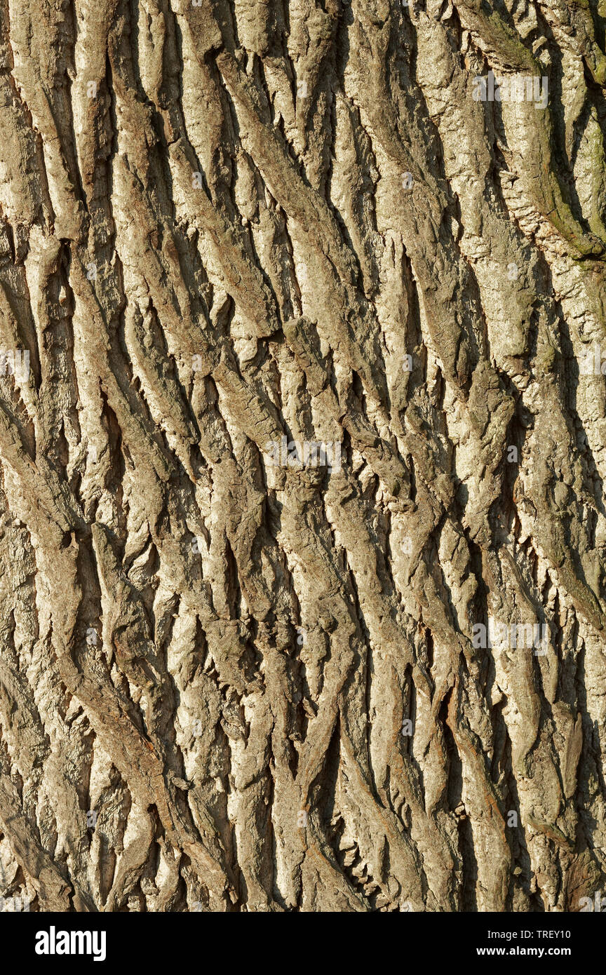 Schwarzpappel (Populus nigra), in der Nähe der Rinde. Deutschland Stockfoto