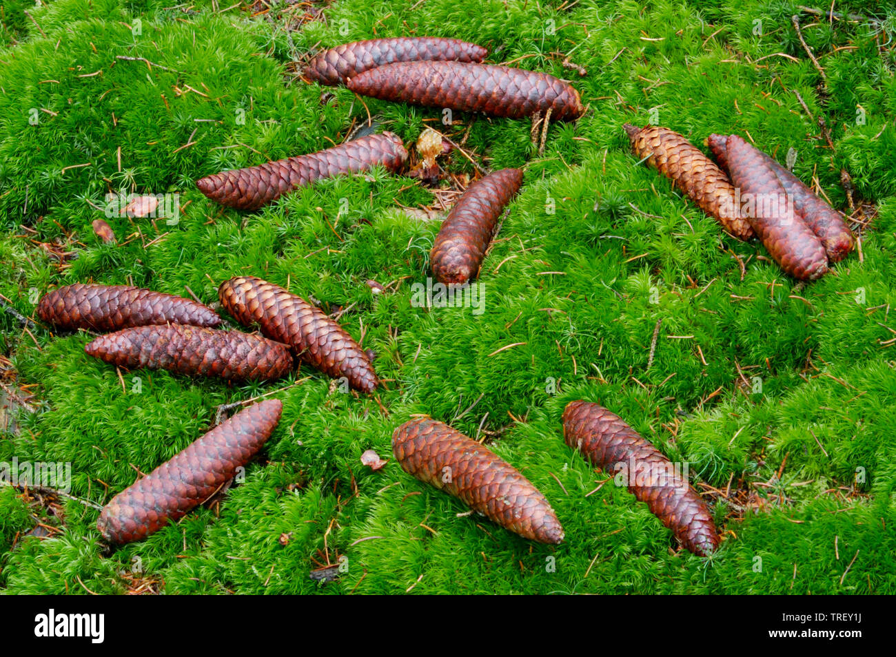 Gemeinsame Fichte, Fichte (Picea abies), die Kegel liegen auf dem Waldboden. Deutschland Stockfoto