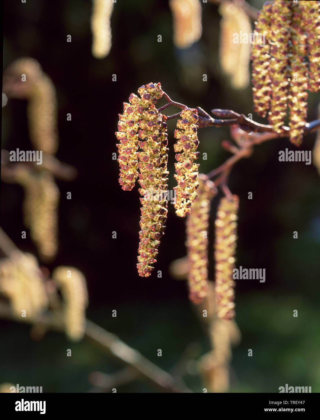 Grau gesprenkelt, Erle, Erle (Alnus Incana), Zweig, mit männlichen Blütenstände. Deutschland Stockfoto
