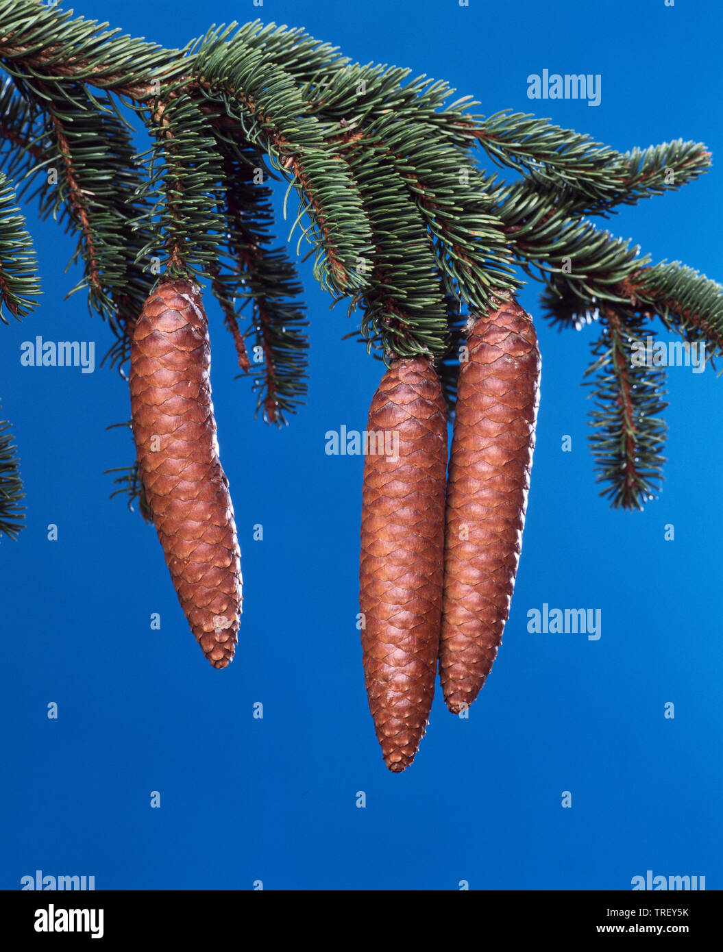 Gemeinsame Fichte, Fichte (Picea abies). Kegel auf einem Zweig. Studio Bild vor einem blauen Hintergrund. Stockfoto
