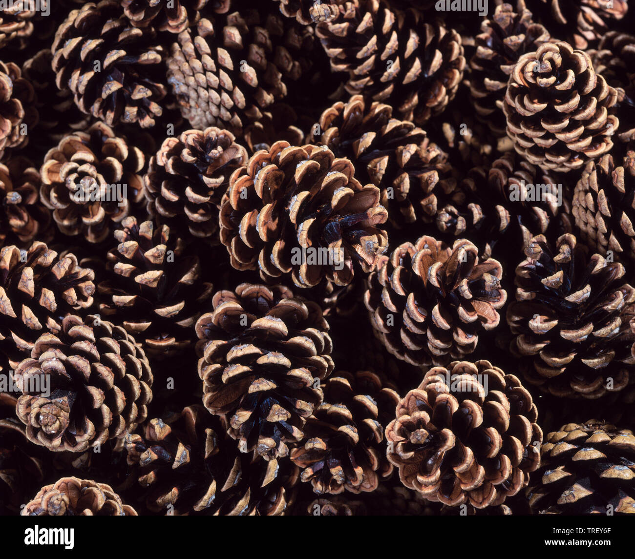 Österreichische Kiefer, schwarze Kiefer, korsische Kiefer (Pinus nigra), die Kegel von oben, Deutschland Stockfoto