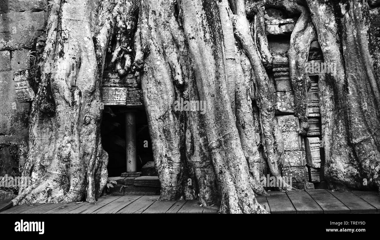 Massive Tree root auf das berühmte Denkmal - Ta Prohm Tempel, Anzeige der Kampf zwischen Natur und Architektur. (Angkor Wat, Kambodscha). Stockfoto