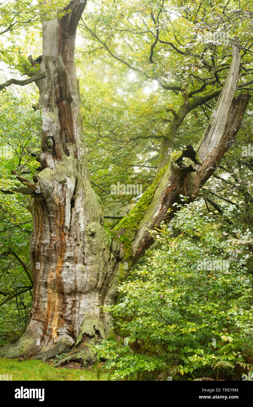 Pendulate Eiche, englischer Eiche (Quercus robur). Alte Eiche im alten Wald. Stockfoto