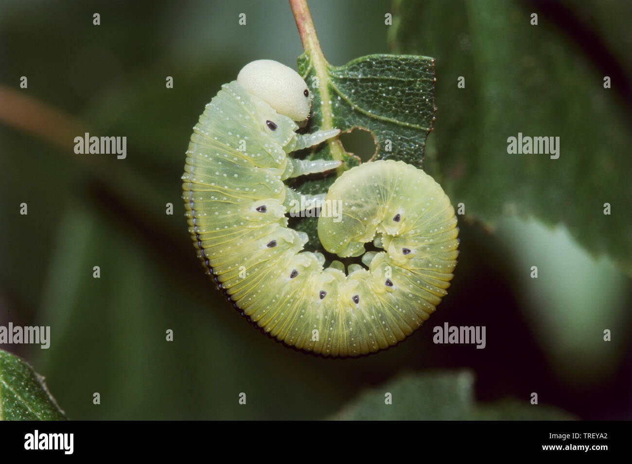 Cimbex femoratus Sawfly (Birke). Larve auf ein Blatt. Deutschland Stockfoto