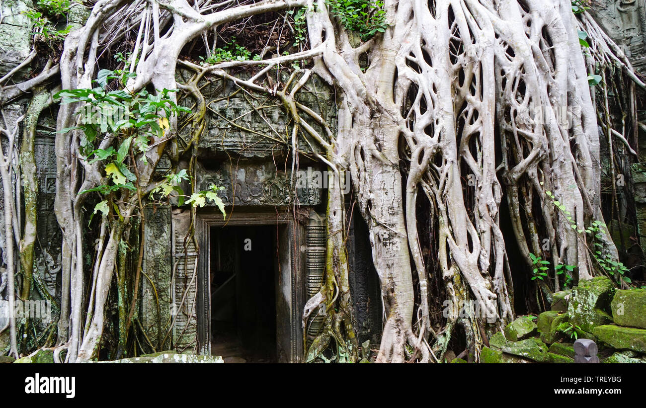 Massive Tree root auf das berühmte Denkmal - Ta Prohm Tempel, Anzeige der Kampf zwischen Natur und Architektur. (Angkor Wat, Kambodscha). Stockfoto