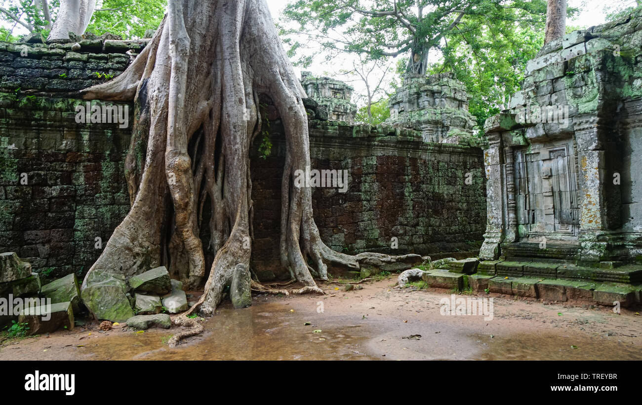 Massive Tree root auf das berühmte Denkmal - Ta Prohm Tempel, Anzeige der Kampf zwischen Natur und Architektur. (Angkor Wat, Kambodscha). Stockfoto