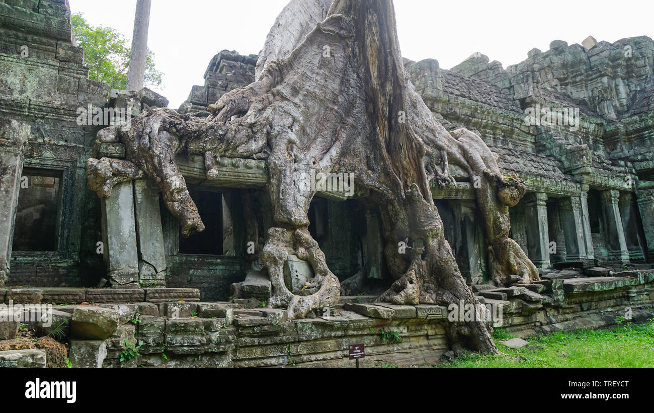 Massive Tree root auf das berühmte Denkmal - Ta Prohm Tempel, Anzeige der Kampf zwischen Natur und Architektur. (Angkor Wat, Kambodscha). Stockfoto