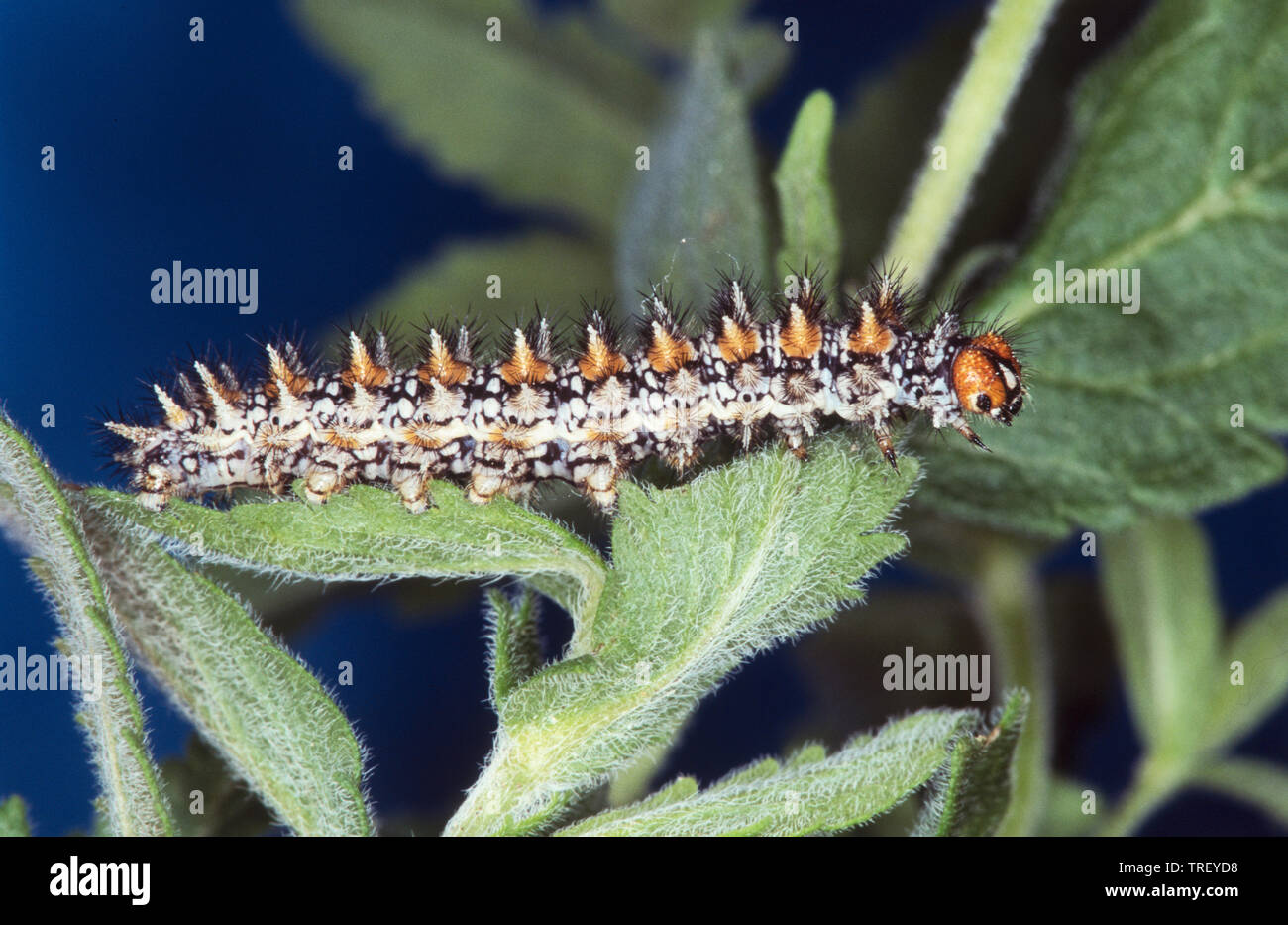 Gefleckte Fritillary (Melitaea didyma). Caterpillar auf einem Stiel. Deutschland Stockfoto