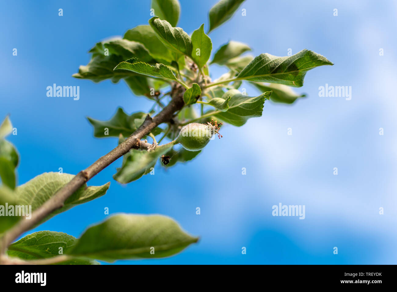 Apple Entwicklungsstufen. Unreifen Apfel auf einem Apfelbaum. Stockfoto