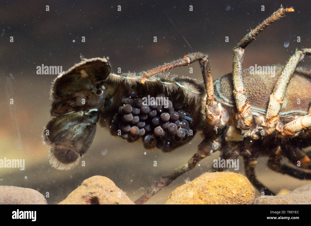 Edle Flusskrebs (Astacus astacus). Weibchen mit Eiern. Deutschland. Stockfoto