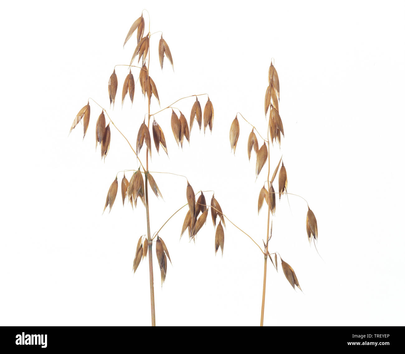 Hafer (Avena sativa), Rispen, studio Bild auf weißem Hintergrund Stockfoto