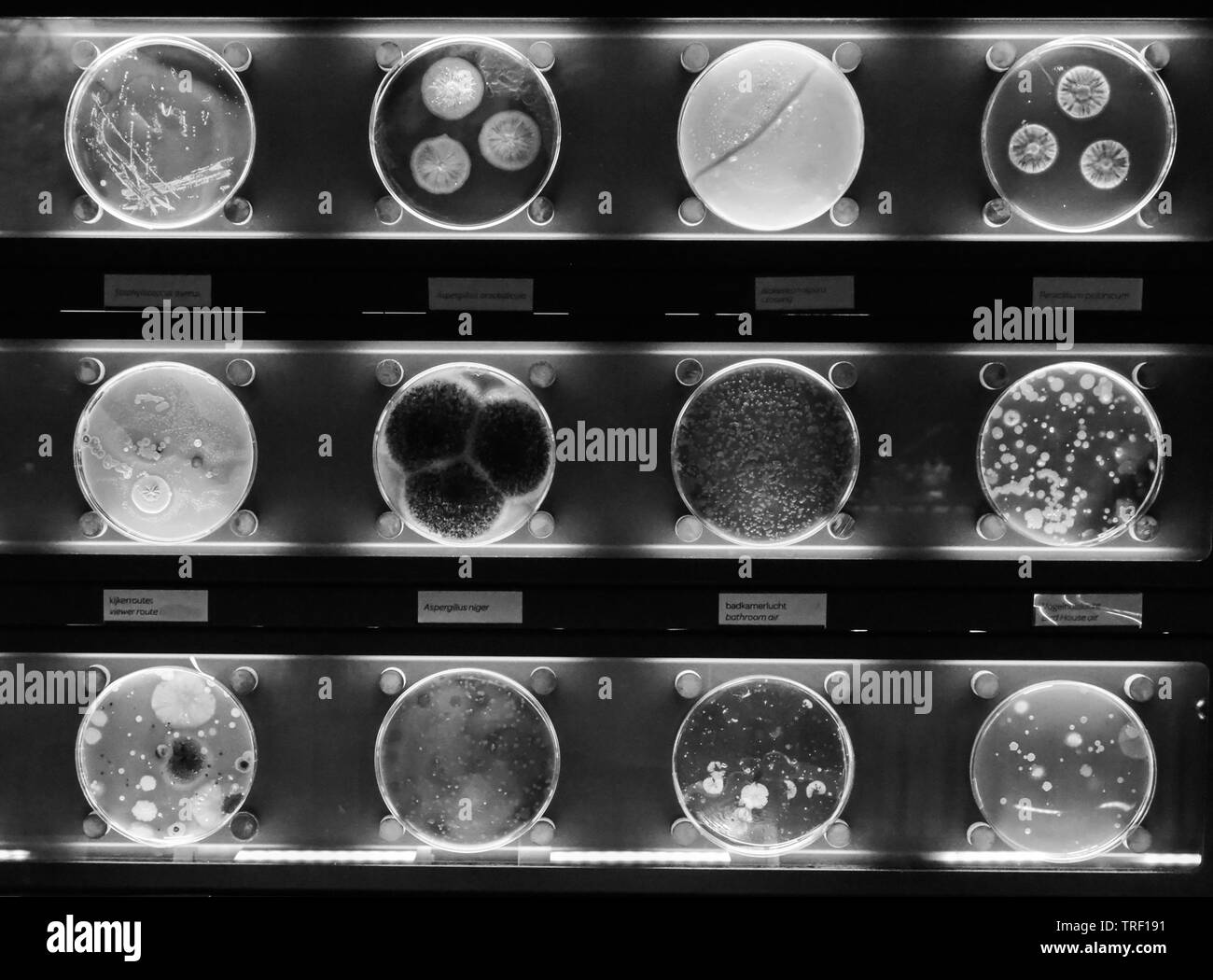 Verschiedene Proben mit Arten von Bakterien leben im gemeinsamen Haushalt Einzelteile. Schwarz und Weiß. Hintergrund Stockfoto