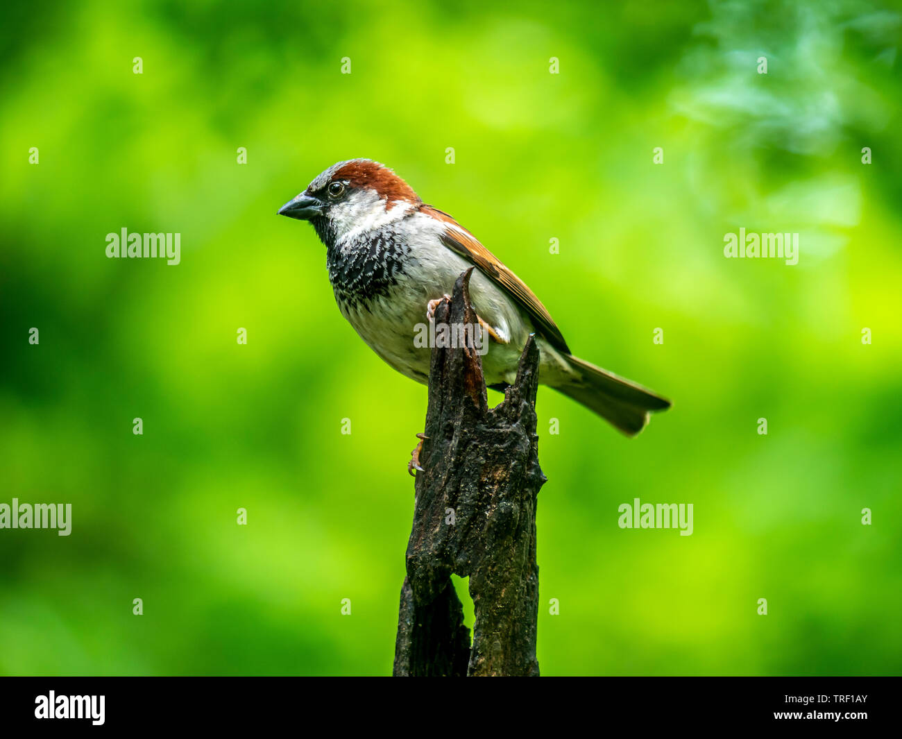 House sparrow, Passer domesticus ist ein Vogel der SPATZ Familie Gelbhalsmaus Stockfoto