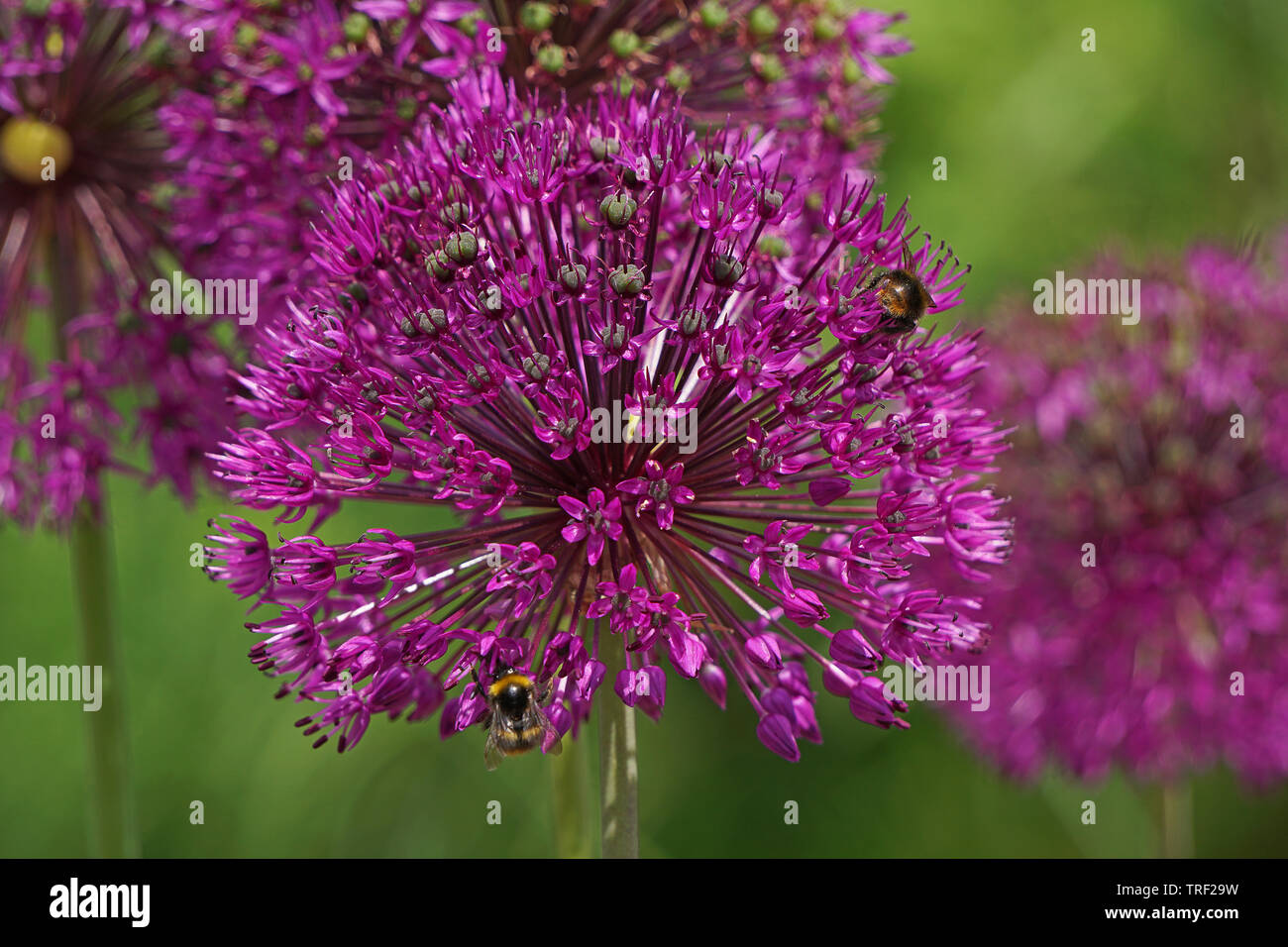 Allium Blume mit Bienen close-up Stockfoto