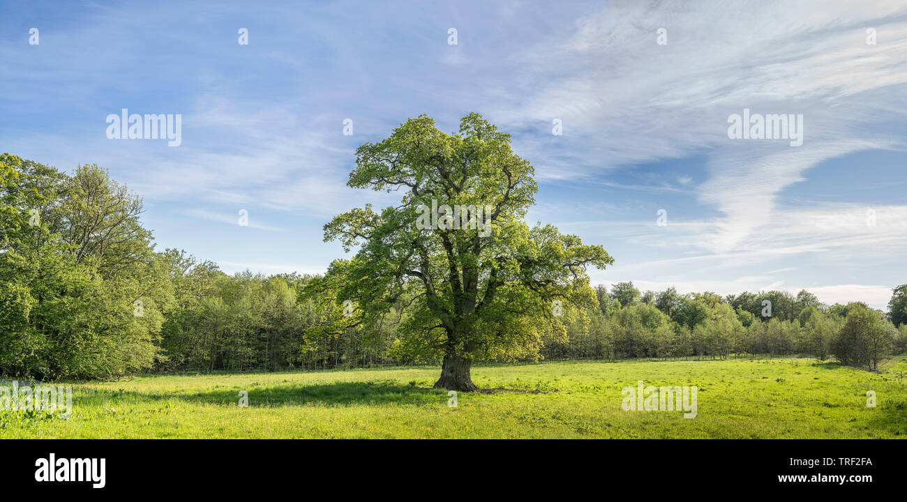 Ek Ich hage. Rögla. Skåne. Stockfoto