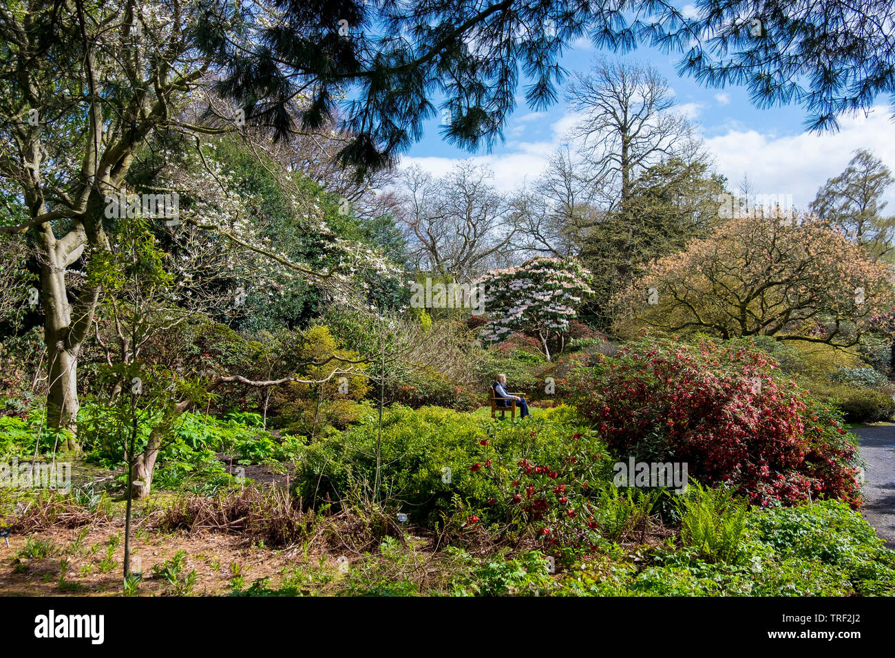 Edinburgh Royal Botanic Gardens Stockfoto