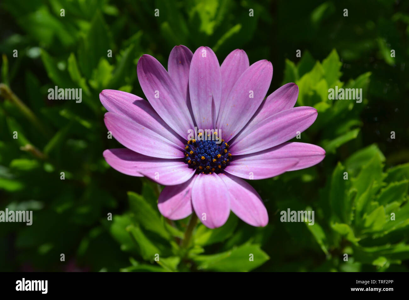 Osteospermum 'Serenity Pink' Stockfoto