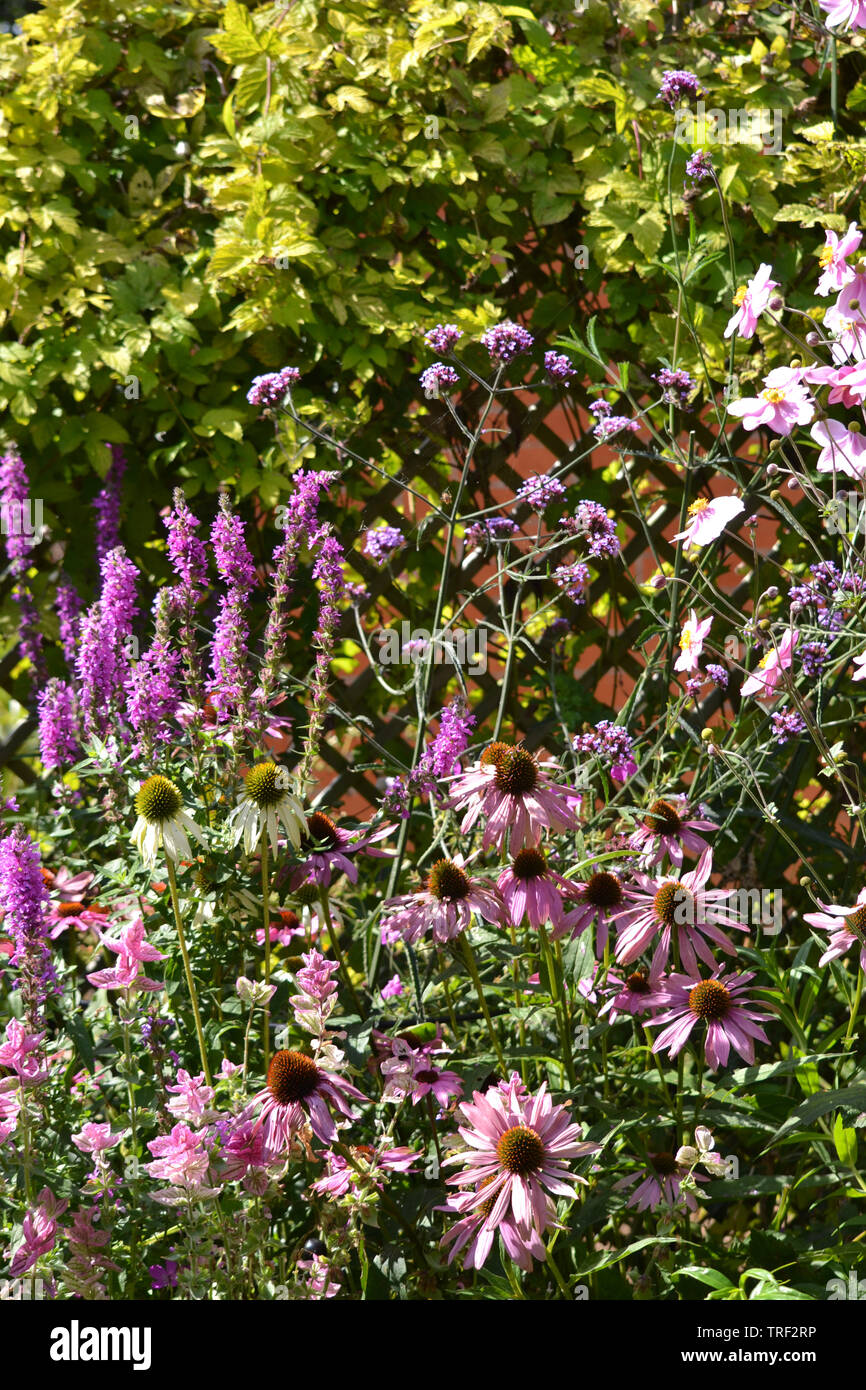 Rosa themed gemischt Garten Grenze im Spätsommer, UK. Stockfoto