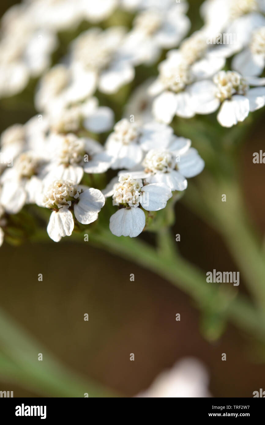 Schafgarbe, Achillea millefolium Stockfoto