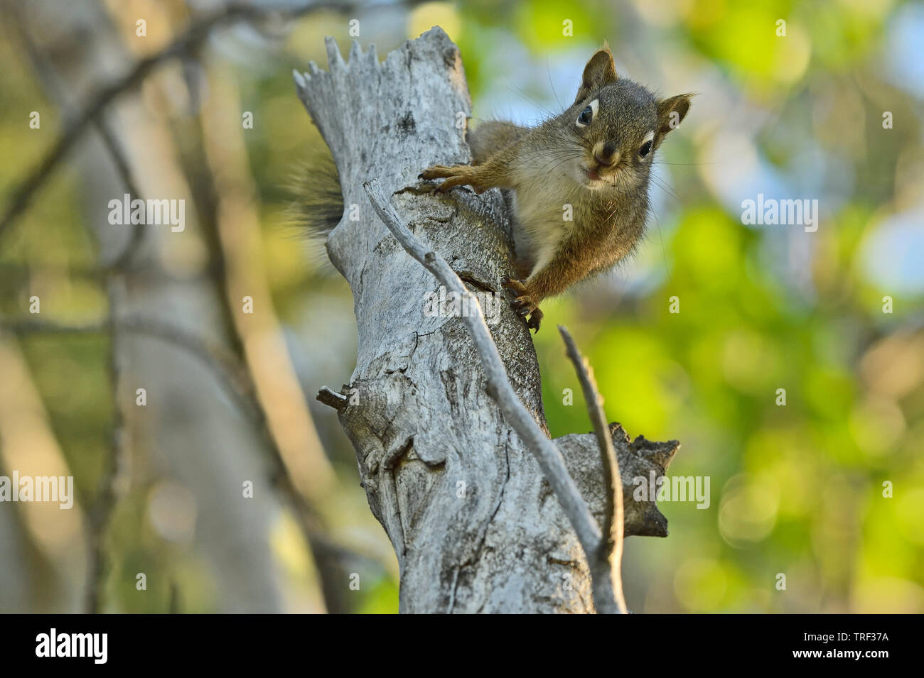 Ein rotes Eichhörnchen "Tamiasciurus hudsonicus', auf einem toten Baum an den Fotografen mit einen fragenden Ausdruck auf seinem Gesicht in ländlichen Alberta suchen Stockfoto