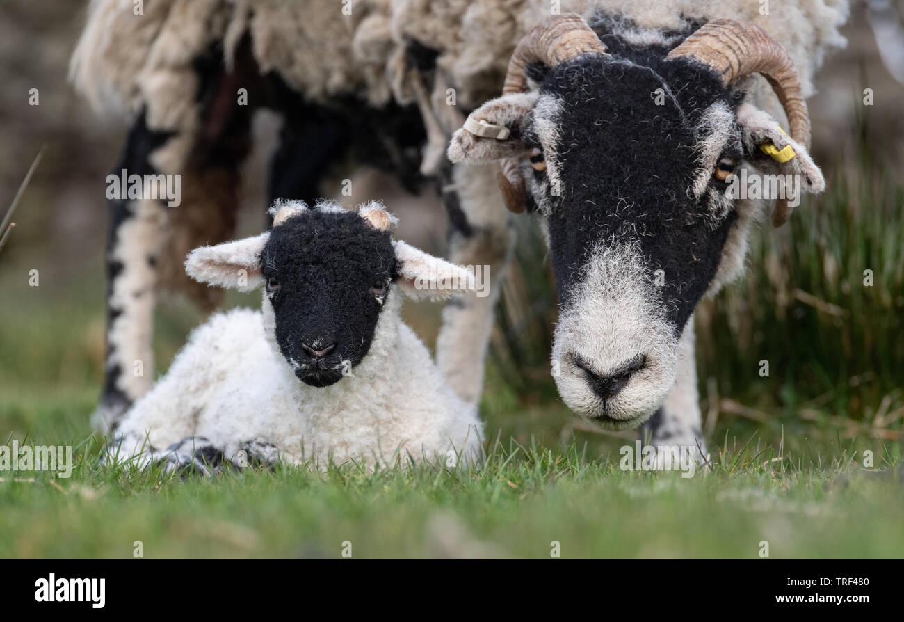 Neugeborene Swaledale Lamm von der Mutter bewacht, wie es auf dem Gras sitzt. North Yorkshire, UK. Stockfoto