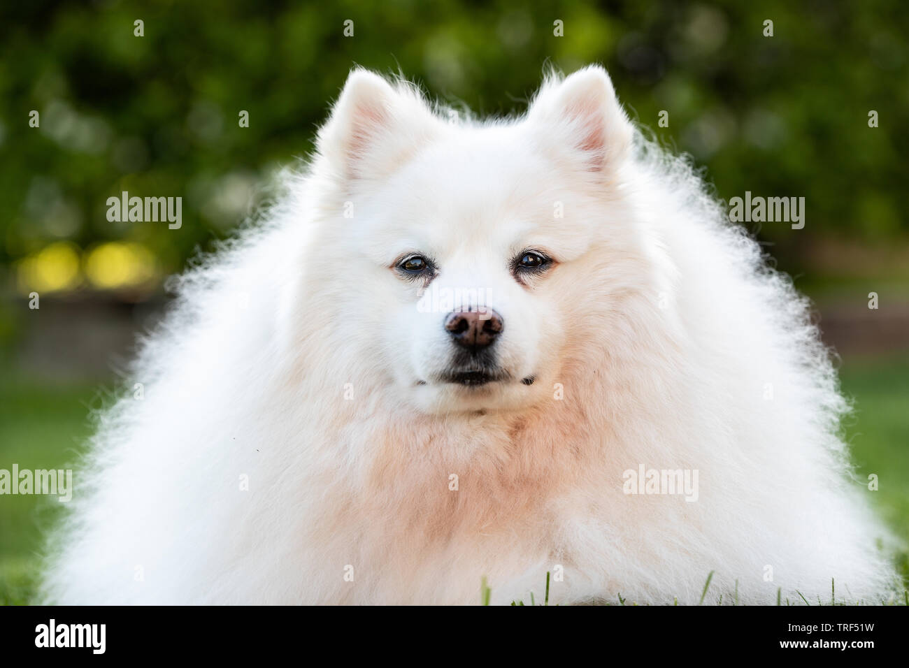 Ein Porträt eines American Eskimo Dog. Diese Hunde sind Mitglied der  Familie Spitz, mit Ursprung in Deutschland Stockfotografie - Alamy