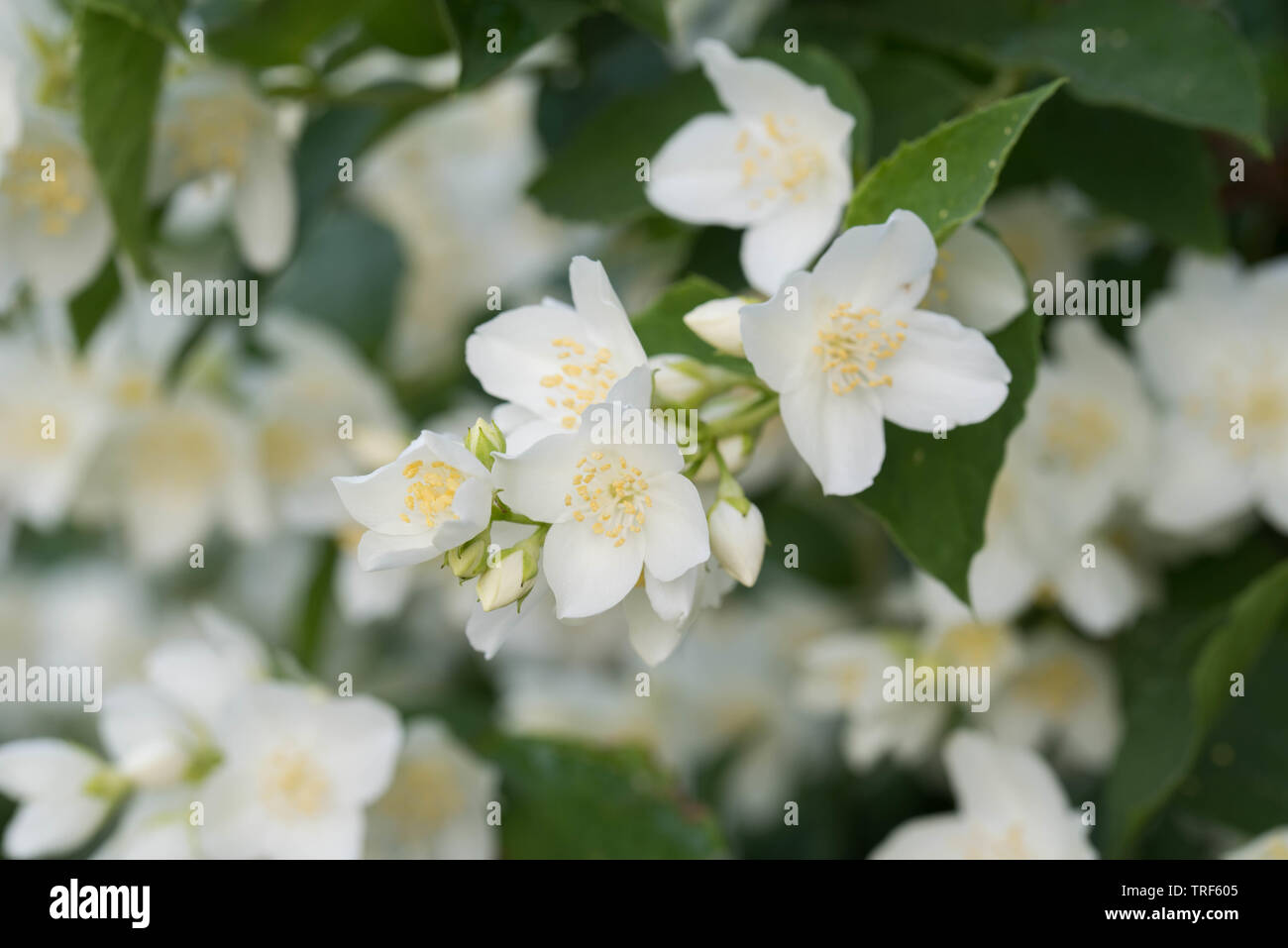 Cornus alba 'Sibirica Coronarius (süße mock orange, Englisch hartriegel) white spring flowers Stockfoto