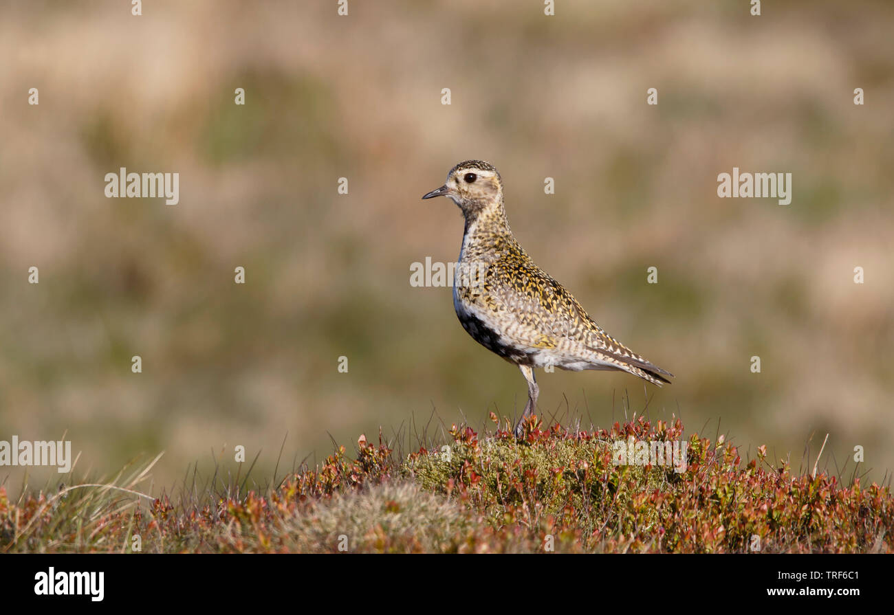 [Goldregenpfeifer Pluvialis apricaria] - Derbyshire Mauren, Großbritannien Stockfoto