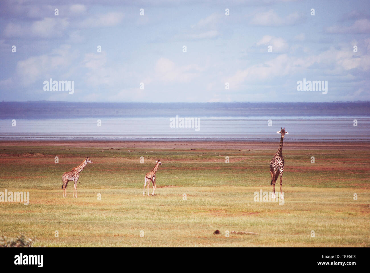 Giraffen im Lake Manyara National Park, Tansania © Antonio Ciufo Stockfoto