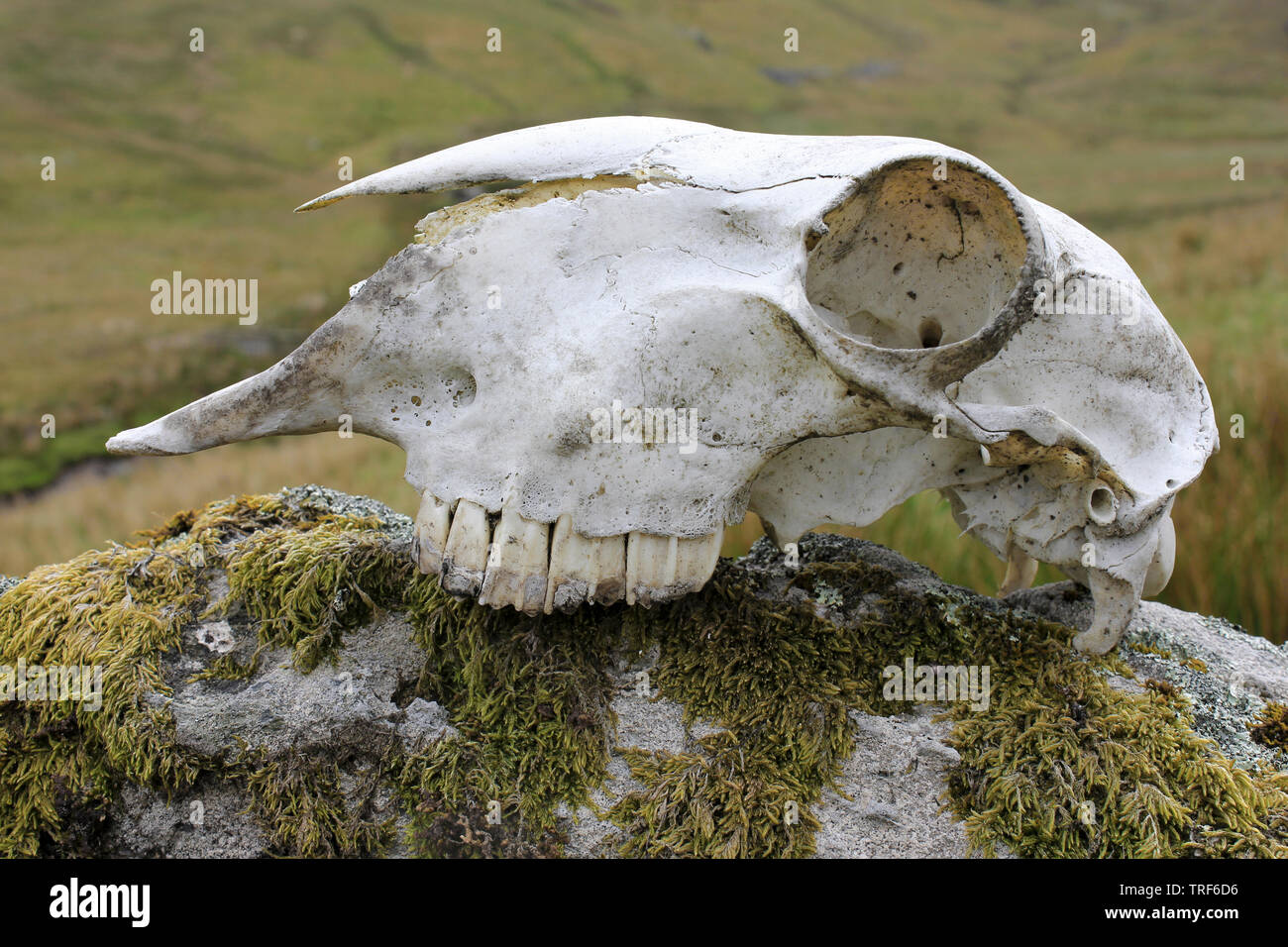 Schafe Schädel auf einem Felsen in der Migneint-Arenig - dduallt Besonderes Schutzgebiet, Snowdonia, Wales Stockfoto
