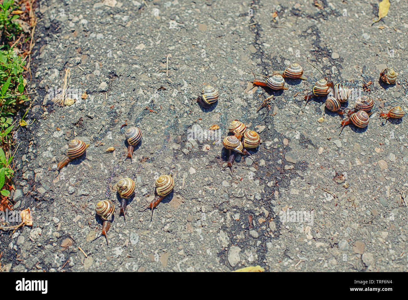 Closeup Makro viele kleine kleinen Wald Garten land Schnecken Muscheln mit gelb gestreiften Oberteil kriechen auf Straße in Park Wald Gastropode. Wilde Tiere o Stockfoto