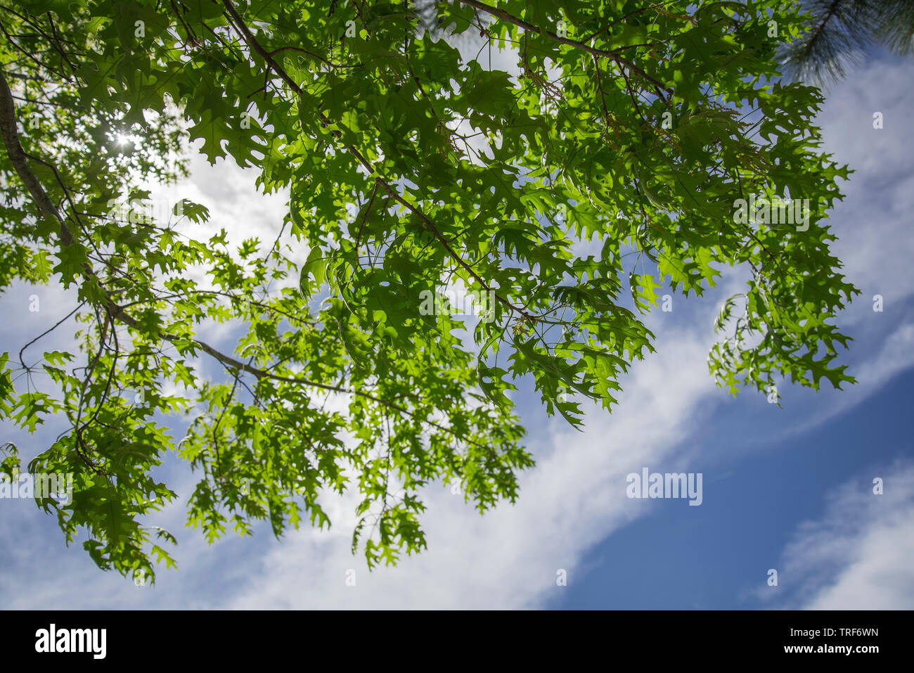 Eiche kommt zum Leben im Frühjahr mit zarten, schöne neue Blätter im Süden von Georgia. Stockfoto