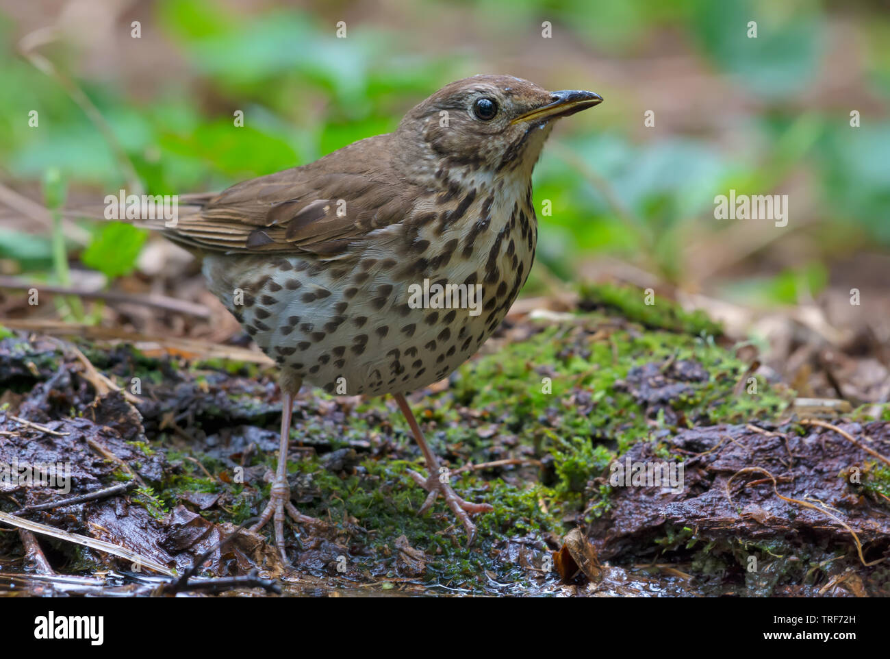Singdrossel steht auf dem Waldboden in der Nähe erschossen Stockfoto