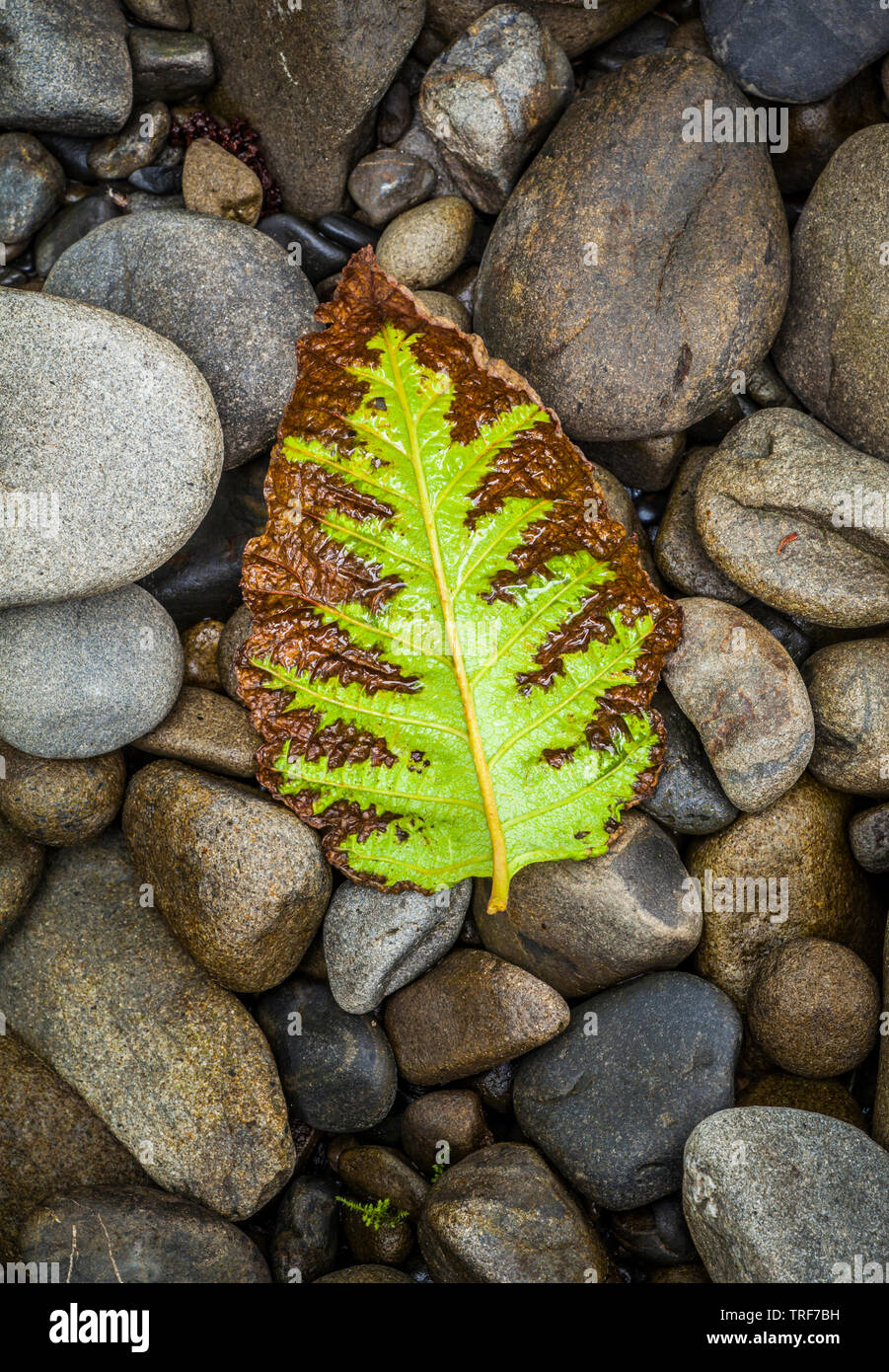 Ein gefallener verfallende Blatt auf dem Felsen. Quinault Regenwald, Olympic National Park, Washington Stockfoto