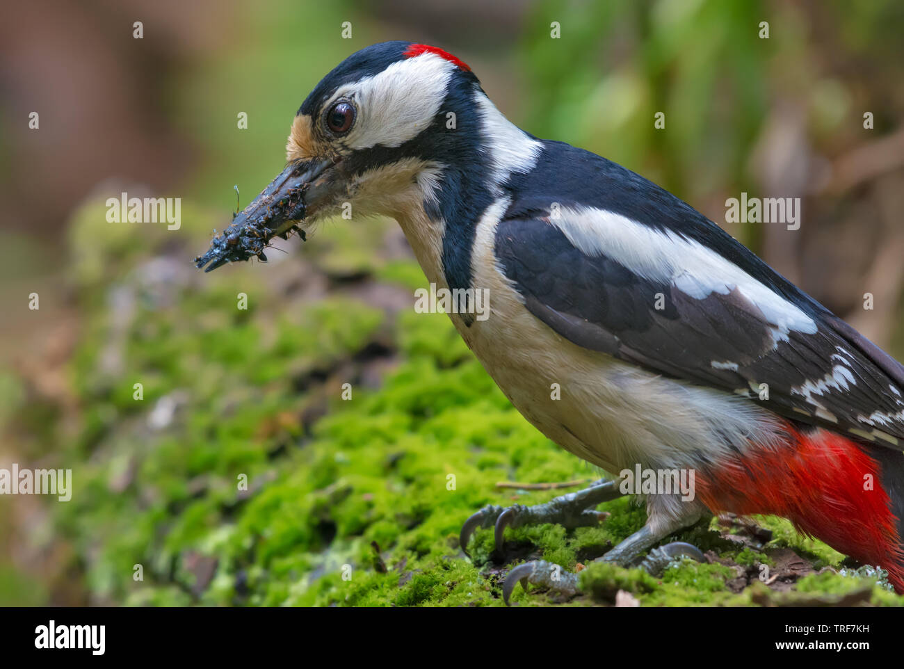 Blick auf männliche Buntspecht mit Schnabel voll von Ameisen und anderen Insekten für seine Nestlinge Stockfoto