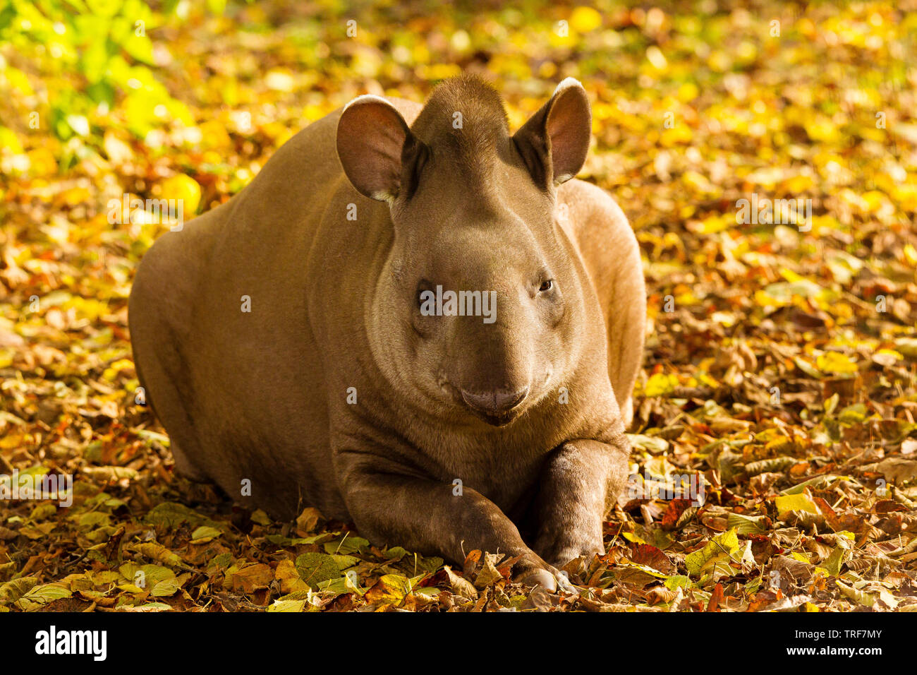 South American Tapir oder brasilianischer Tapir (Tapirus terrestris) Sitzen Stockfoto