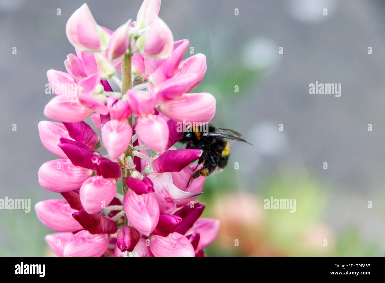 Ein Bee Pollen sammeln von einem rosafarbenen Lupin Blume, London, UK Stockfoto