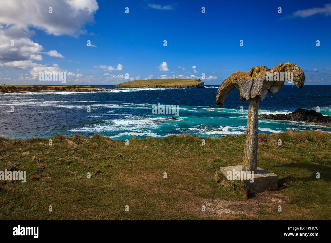 Birsay Walknochen birsay Orkney Festland Schottland Großbritannien Stockfoto