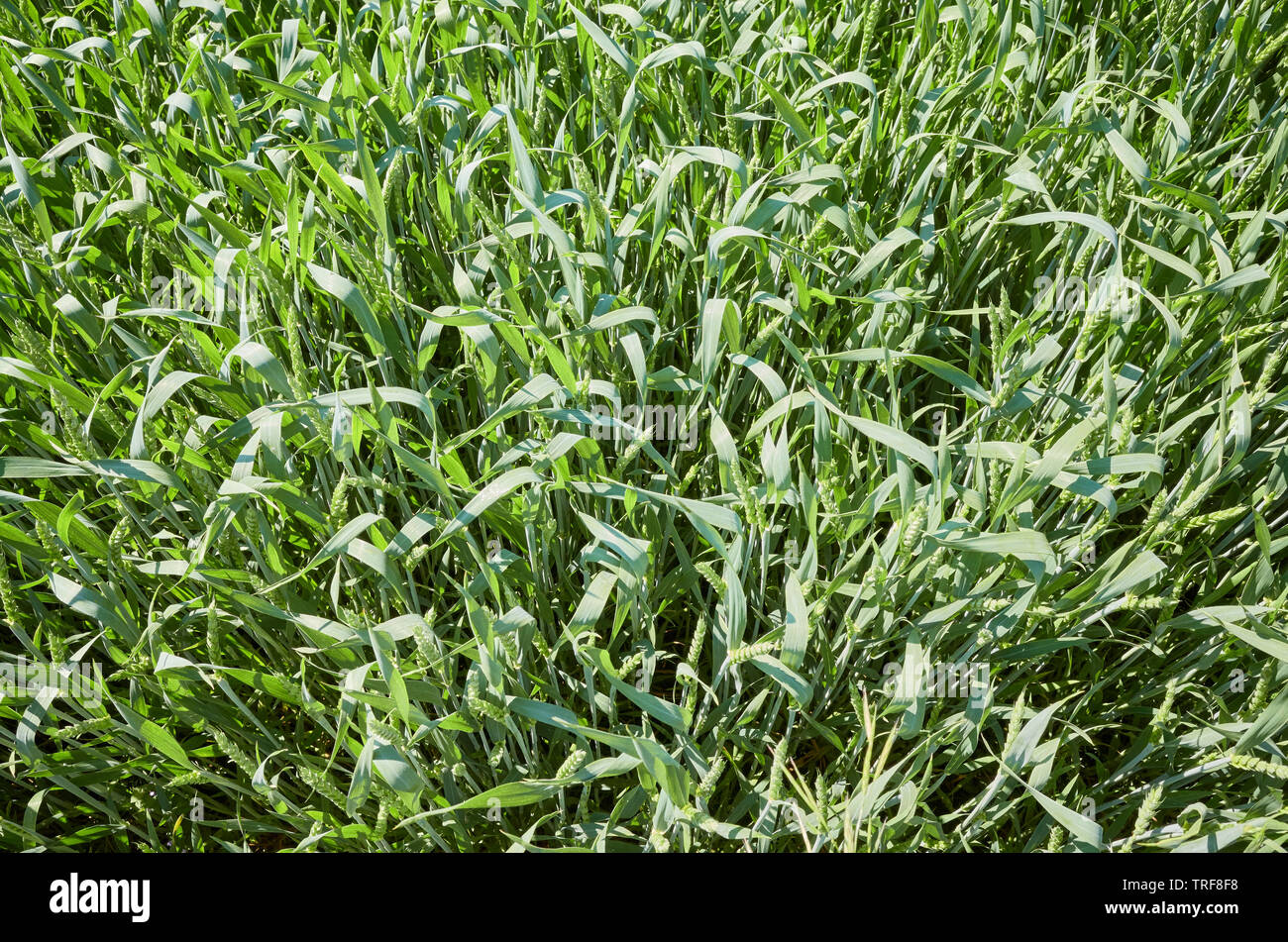 Grünes Weizenfeld von oben gesehen. Stockfoto