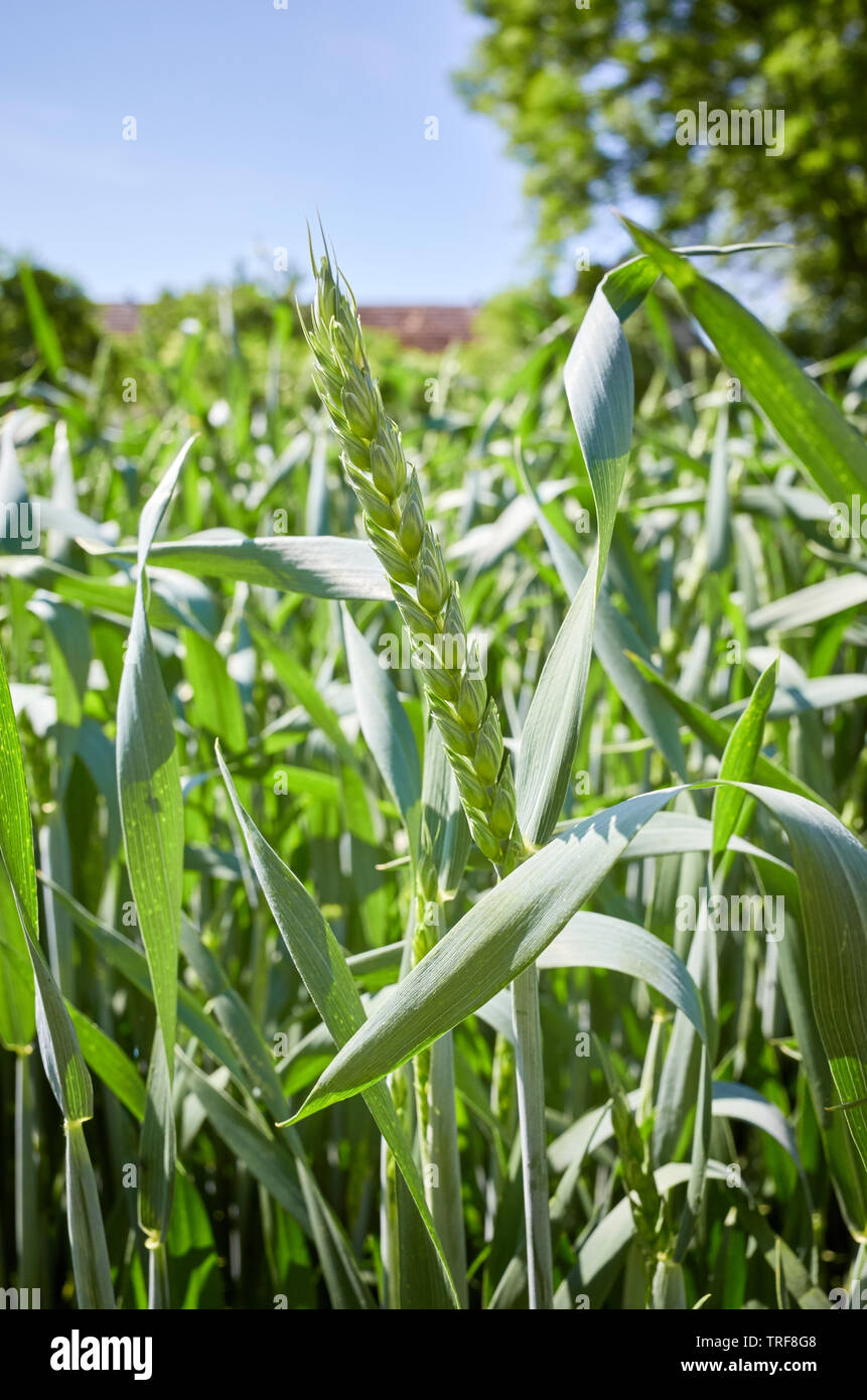 In der Nähe Bild von grüner Weizen, selektiven Fokus. Stockfoto