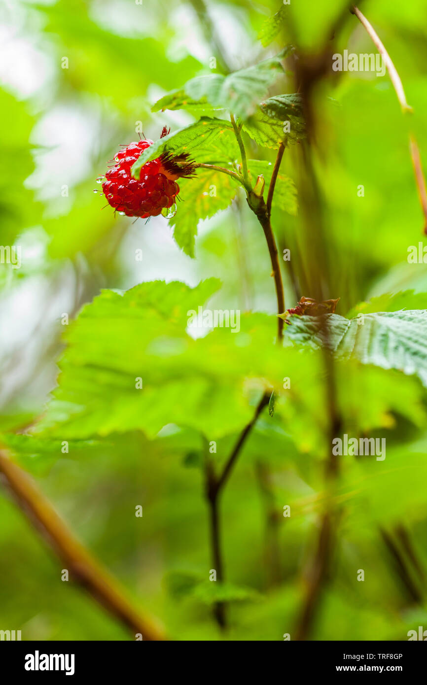 Lachs Berry closeup, Olympic Penninsula, Washington, USA. Stockfoto