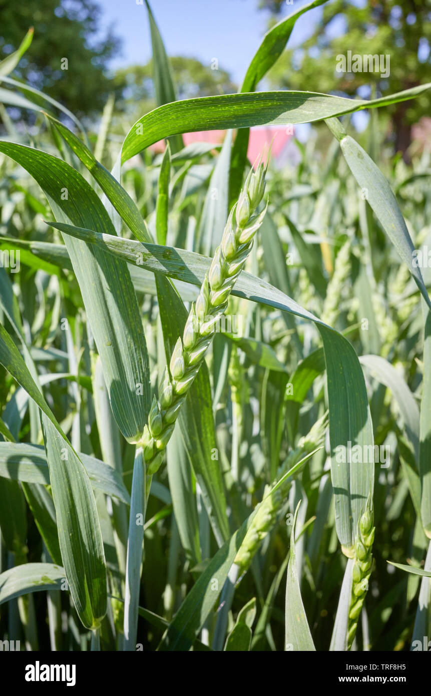 In der Nähe Bild von grüner Weizen, selektiven Fokus. Stockfoto