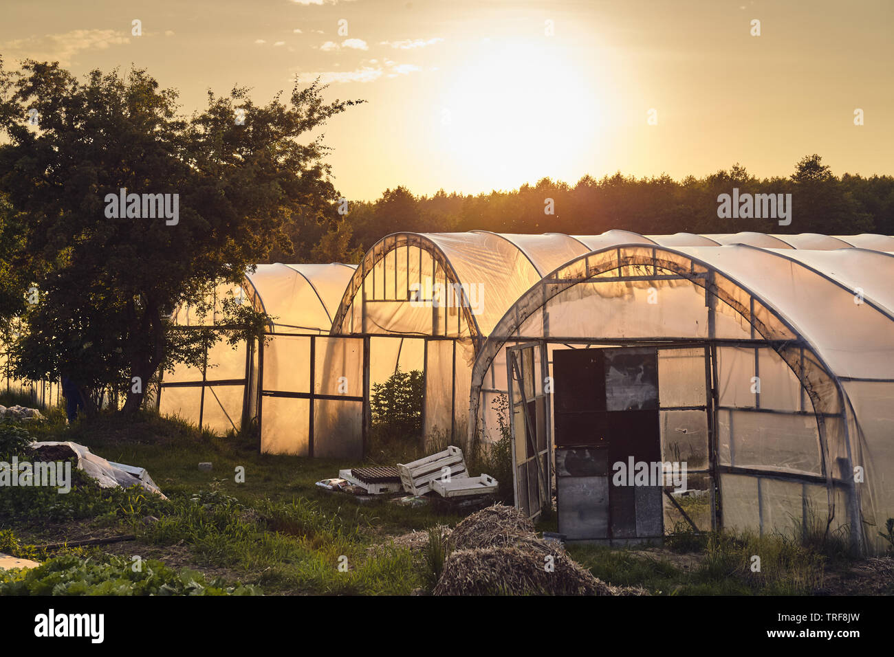 Bild von drei Gewächshäuser Silhouetten vom Sonnenuntergang beleuchtet. Stockfoto