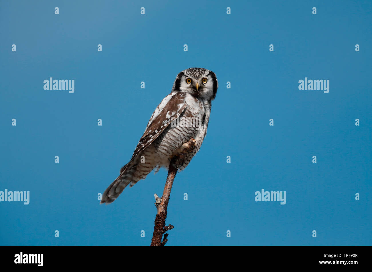 Hawk Owl [Surnia ulula] - Rovaniemi, Finnland Stockfoto