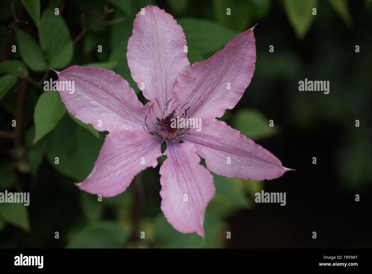 Clematis 'Hagley Hybrid' Stockfoto
