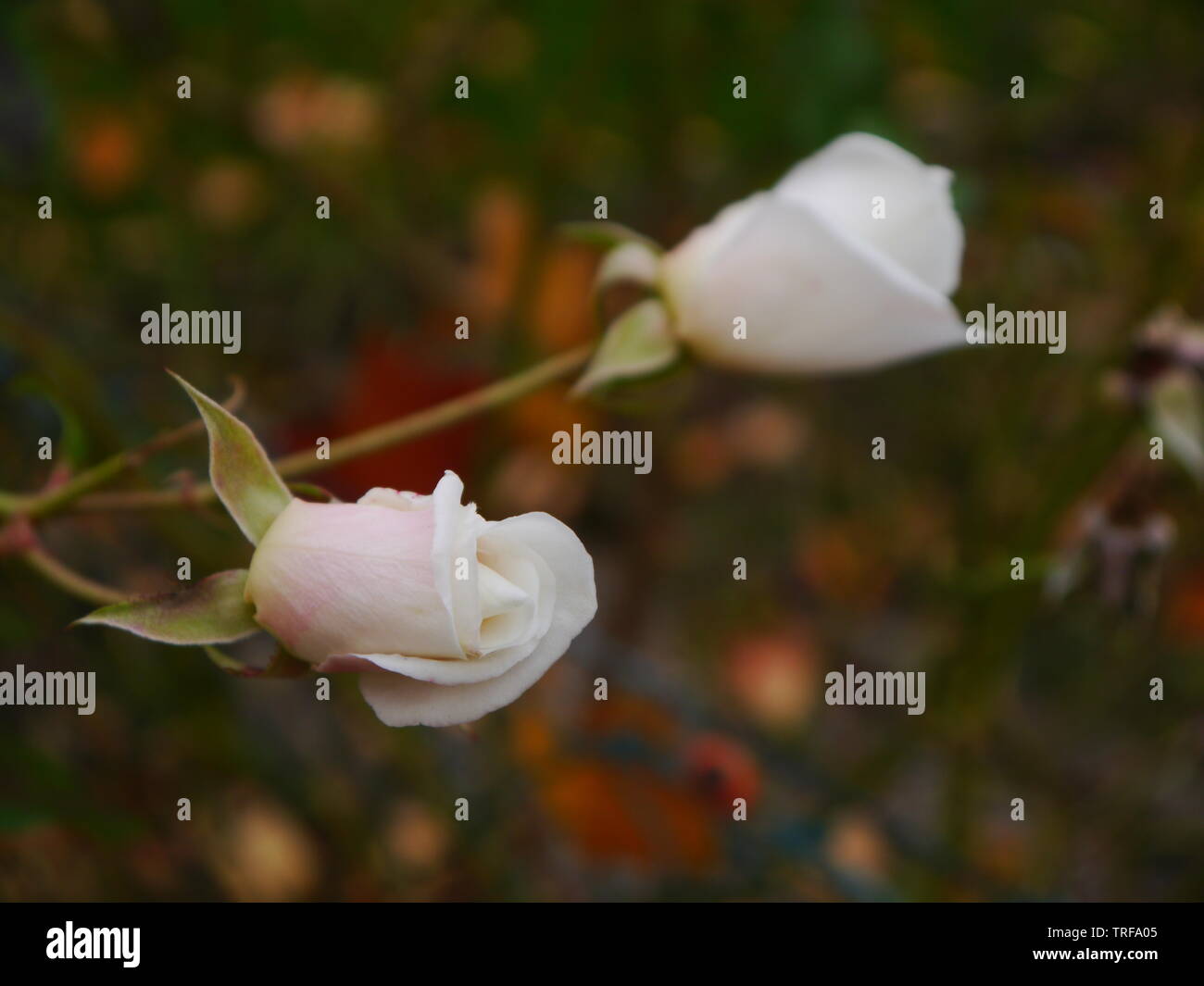 Eine Nahaufnahme von zwei schönen weißen Rosen mit einem verschwommenen Hintergrund. Stockfoto
