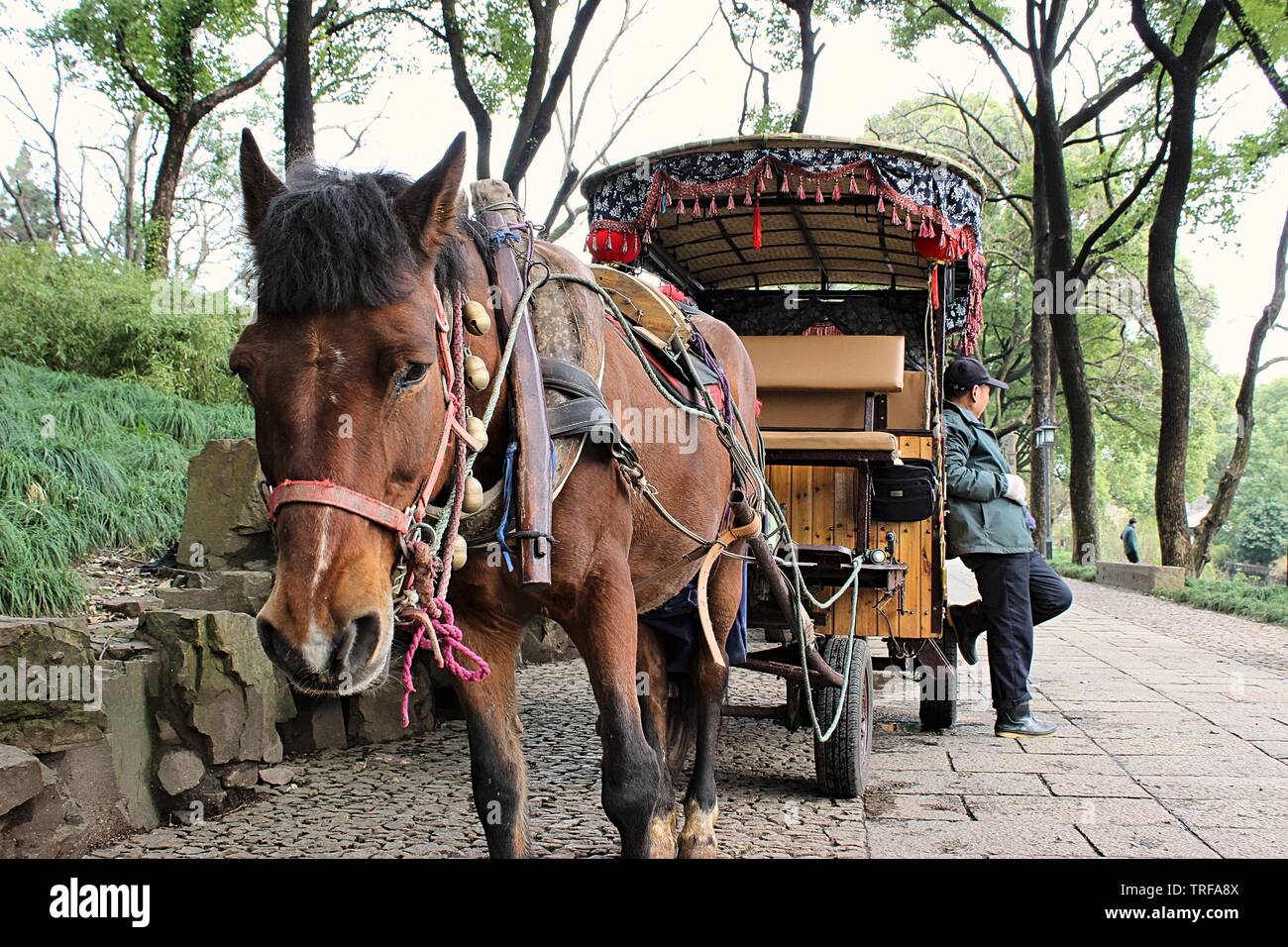 Eine düstere Pferd in Suzhou, China Stockfoto